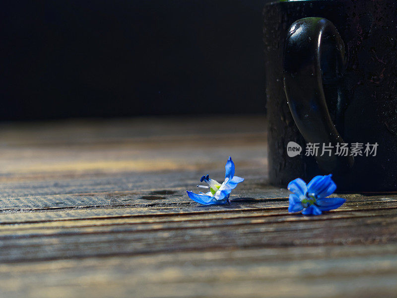 黑色的仍然有蓝色的花(scilla siberica)